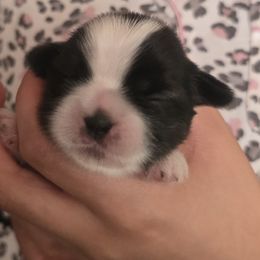 Skully - Black and white male Shih Tzu puppy in Green Valley Lake, California from All American Shih Tzu Puppies