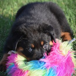 Labrador Retriever and Rottweiler Puppies from Merakxel