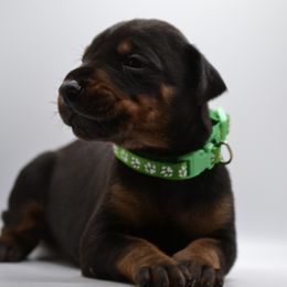 Doberman Pinscher Puppies from Obsidian Kennels