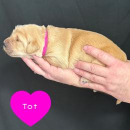 Tot (Pink) - Golden female Golden Retriever puppy in Cadillac, Michigan from K & M Golden Retrievers