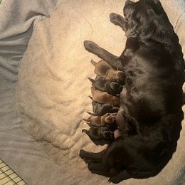 French Bulldog and Labrador Retriever Puppies from Horseman Hilltop Labradors and Jodee's Frenchies