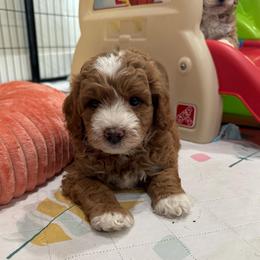 Teddy boy - Red  male Goldendoodle puppy in Rio Linda, California from Plush Doodles