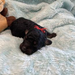 Bear - Phantom male Poodle puppy in Bee Branch, Arkansas from Scroggins Creek Doodles