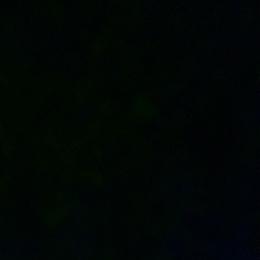 Champagne - Chocolate and tan female Dachshund puppy in Live Oak, Florida from Johnson’s Weiner Farm