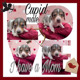Huckleberry formerly Cupid - Piebald male Dachshund puppy in Deckerville, Michigan from Goldie Girls Ranch Dachshunds