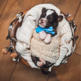 Bourban Blaze - Tri-color male Bernedoodle puppy in Fleming Island, Florida from Island Doodles
