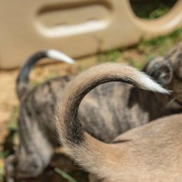 Windsprites from Sonora Wood Windsprites