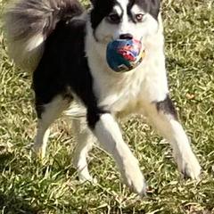 Faith - Yakutian Laika