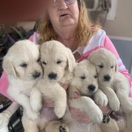 Golden Retriever Puppies from Mother of Pearl English Creams
