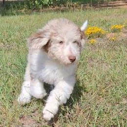 Eloise - Brown merle female Aussiedoodle puppy in Grand Saline, Texas from Aussies Acre