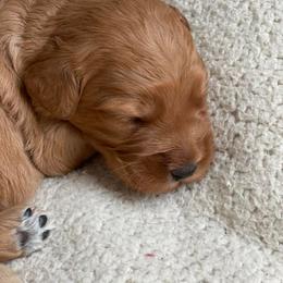 French Bulldog and Goldendoodle Puppies from Fox Run Farm
