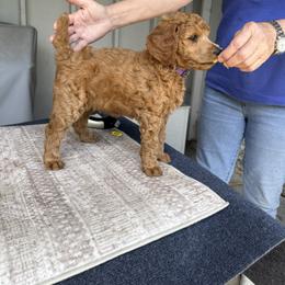 Girl 3 - Red  female Poodle puppy in Fairfield, California from Choice Red Standards