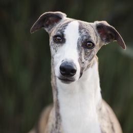 James - Whippet