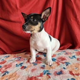 Orca - White and black female Teddy Roosevelt Terrier puppy in Claremore, Oklahoma from Travelin' Man Terriers