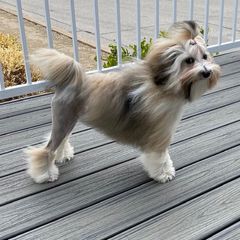 Lowchen Puppies from Ashford Kennel