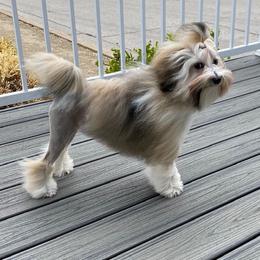 Lowchen Puppies from Ashford Kennel