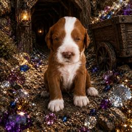 Happy (7 dwarfs theme) - Red  female Goldendoodle puppy in Ozark, Missouri from Halo Doodles