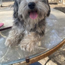 Butch - Havanese