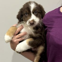 Opal - Companion Cross puppy from Mid-Ohio Australian shepherds