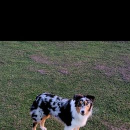 Australian Shepherd All Grown Up from Josh Courville