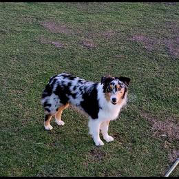Australian Shepherd All Grown Up from Josh Courville
