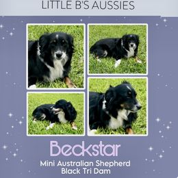 Beckster - Miniature Australian Shepherd