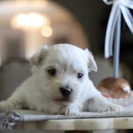 Sugar - White female Morkie puppy in Tucson, Arizona from Sun-Kissed Morkies
