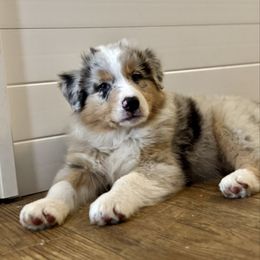 Johnny Jump Up - Blue merle male Australian Shepherd puppy in Ephrata, Pennsylvania from Weavers Indian Run Aussies