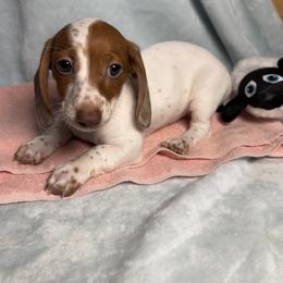 Dottie - Piebald female Dachshund puppy in Norco, California from Norco dachshunds