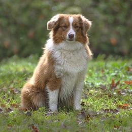 Mila - Miniature American Shepherd