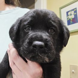 Red Collar - Black male Labrador Retriever puppy in Andrews, South Carolina from Leyland Cypress Retrievers