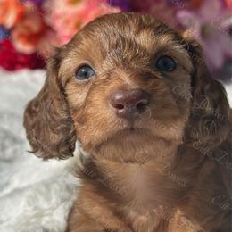Roux -  long hair- silky - Red male Dachshund puppy in Lakeland, Florida from Elite Doxies Florida