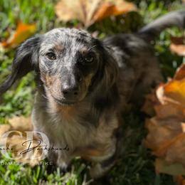 Dachshund Puppies from Camacho_Dachshunds