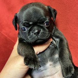 Girl 4 - Pug puppy in Greeneville, Tennessee from Bear Mountain Farms