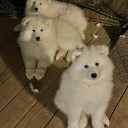 Samoyed Puppies from Frostbourn Samoyeds