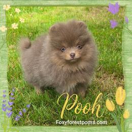 Pooh - Rare Color - AKC - Lavender male Pomeranian puppy in Eatonville, Washington from Foxy Forest Poms