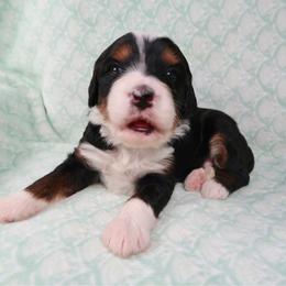 Cove STUNNING - Tri-color female Bernedoodle puppy in Bowling Green, Ohio from Windy Creek Doodles