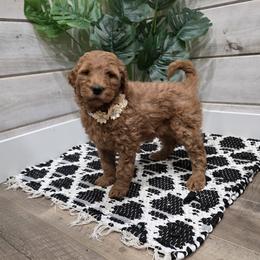 Ginger - Red  female Goldendoodle puppy in Sugarcreek, Ohio from True Hearted Doodles