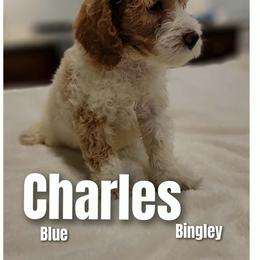 Charles Bingley- BLUE - Parti male Goldendoodle puppy in Fort Worth, Texas from Stacy Warwick