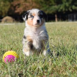 Saddie - Blue merle female Australian Shepherd puppy in Stillwater, Oklahoma from Kennel de Fowler