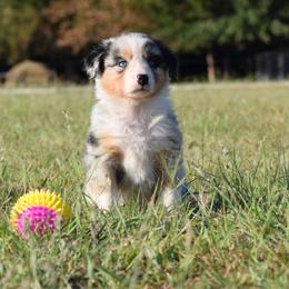 Saddie - Blue merle female Australian Shepherd puppy in Stillwater, Oklahoma from Kennel de Fowler