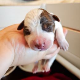 Amulet (ASDR) - Red speckled female Australian Cattle Dog puppy in Marana, Arizona from Impact 3rd Australian Cattle Dogs