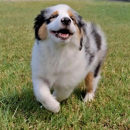 Olive - Blue merle female Miniature Australian Shepherd puppy in Copperas Cove, Texas from Aussies Acre
