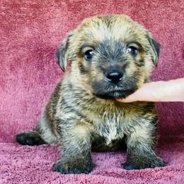 Red Boy - Red wheaten male Norfolk Terrier puppy in Bristol, Tennessee from Holston Hollow Farm