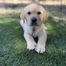 Labrador Retriever Puppies from Hansen Retrievers
