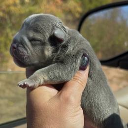 Puppy 7 - Blue tri-color female American Bully puppy in Orlinda, Tennessee from SimplyBullies