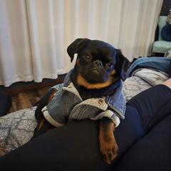 Brussels Griffon and Pug All Grown Up from South Ridge Brussels Griffons