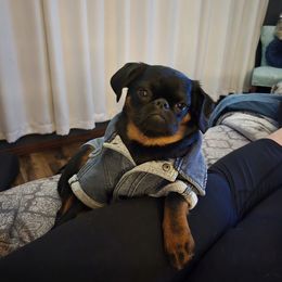 Brussels Griffon and Pug All Grown Up from South Ridge Brussels Griffons