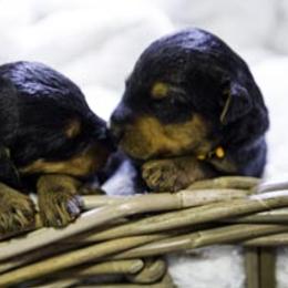 Airedale Terrier Puppies from JOVAL Airedales