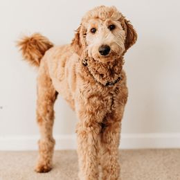 Padme - Goldendoodle